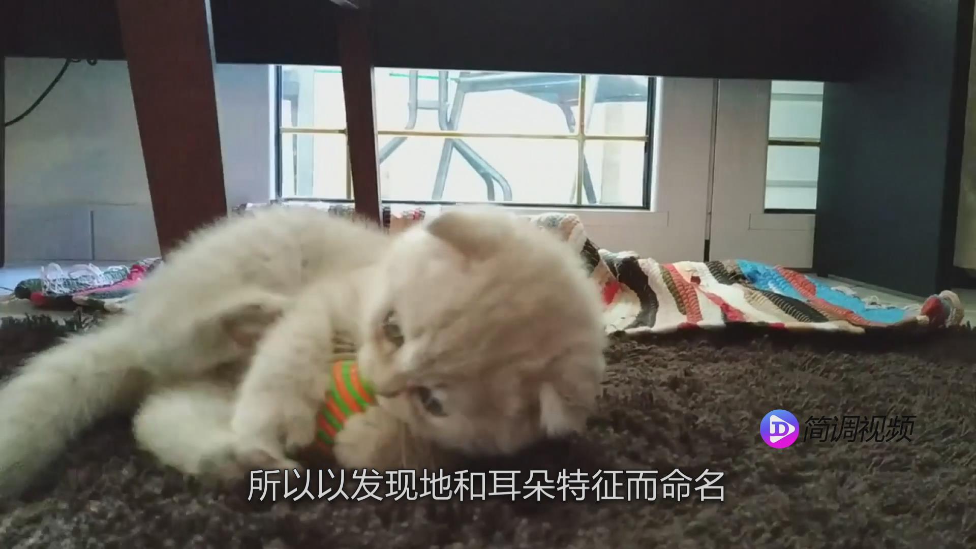 苏格兰折耳猫的介绍 苏格兰折耳猫详细介绍
