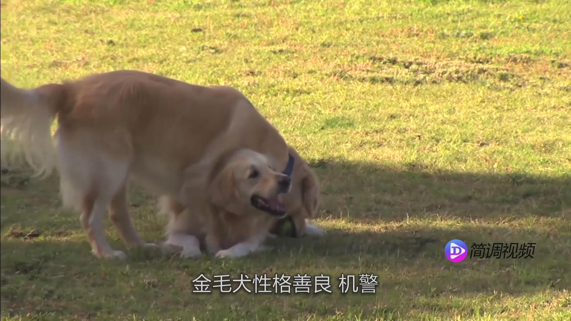 金毛犬性格 金毛犬性格如何