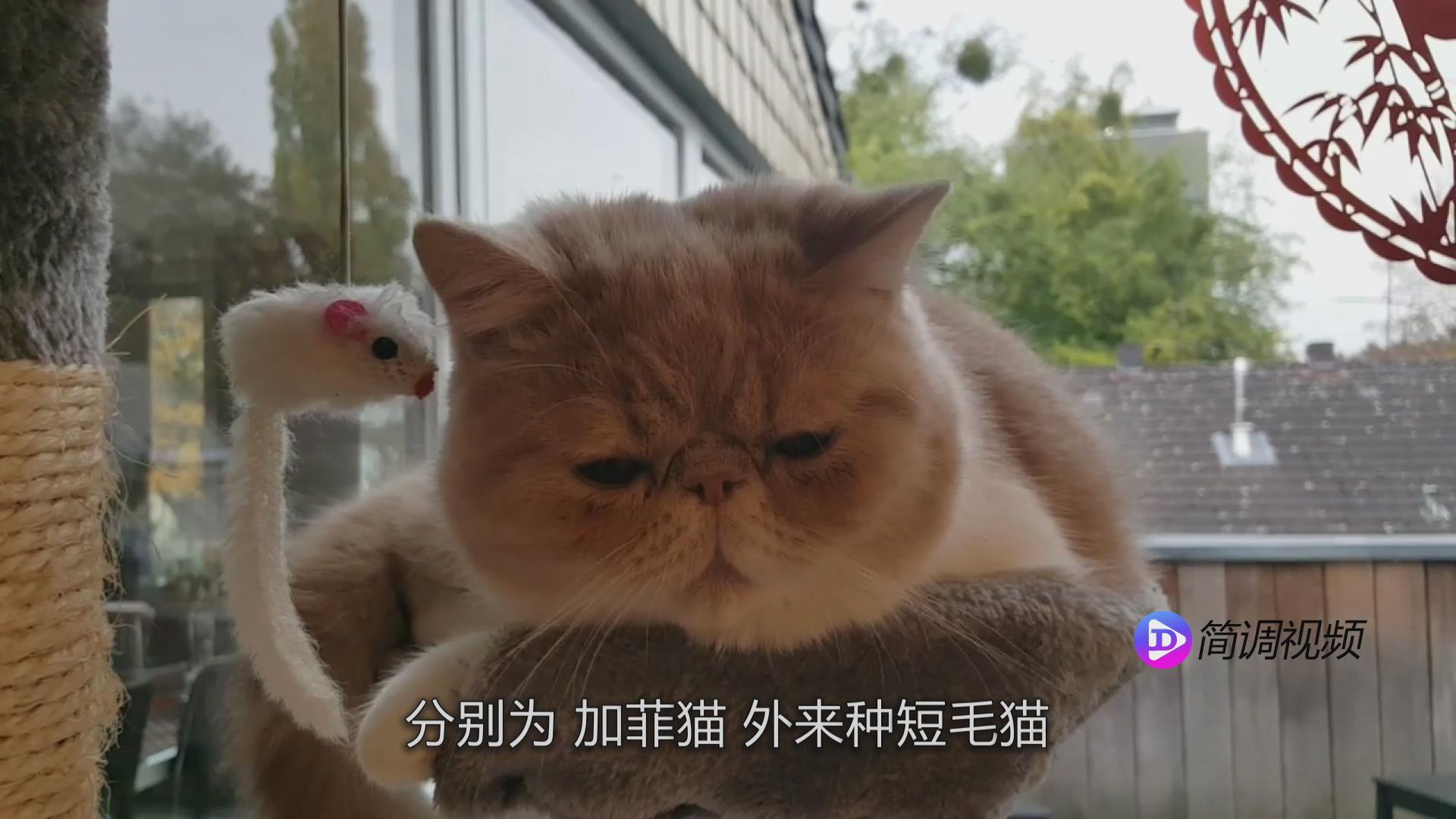 加菲猫的介绍 加菲猫的简单介绍
