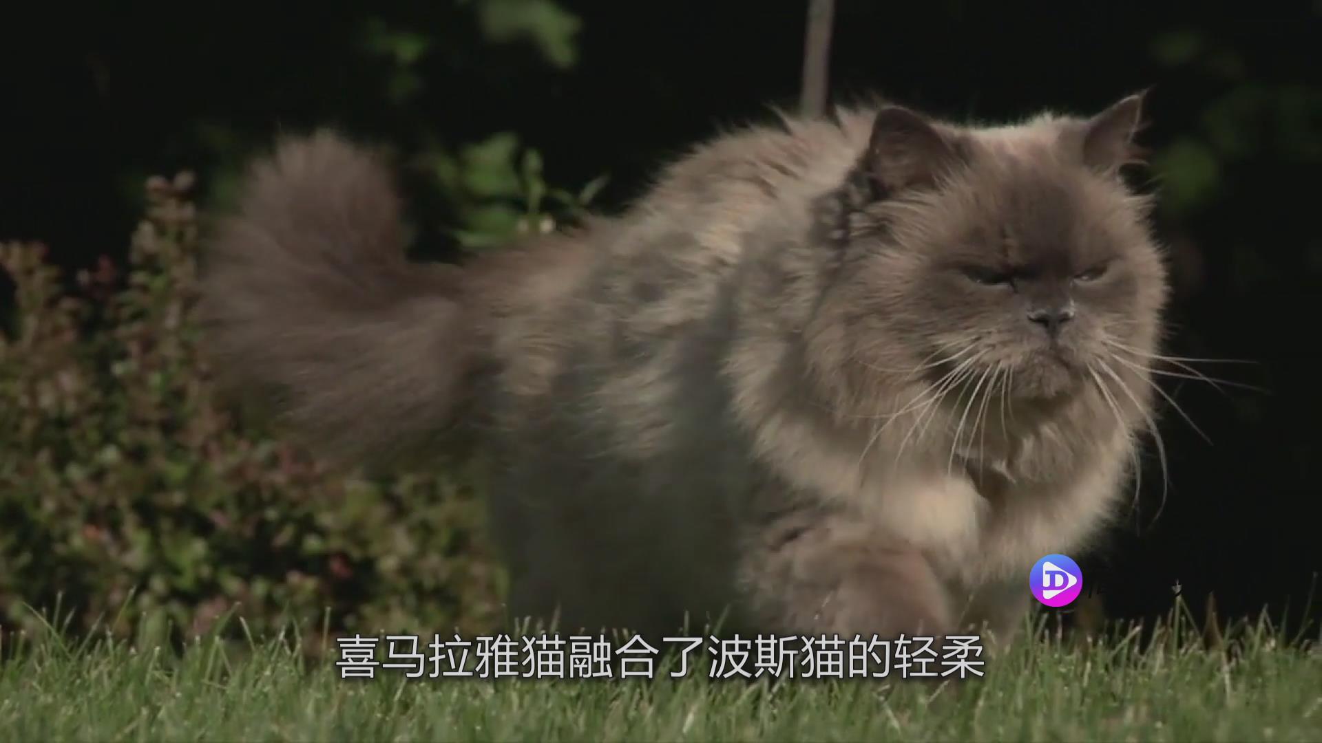 喜马拉雅猫的介绍 喜马拉雅猫资料介绍