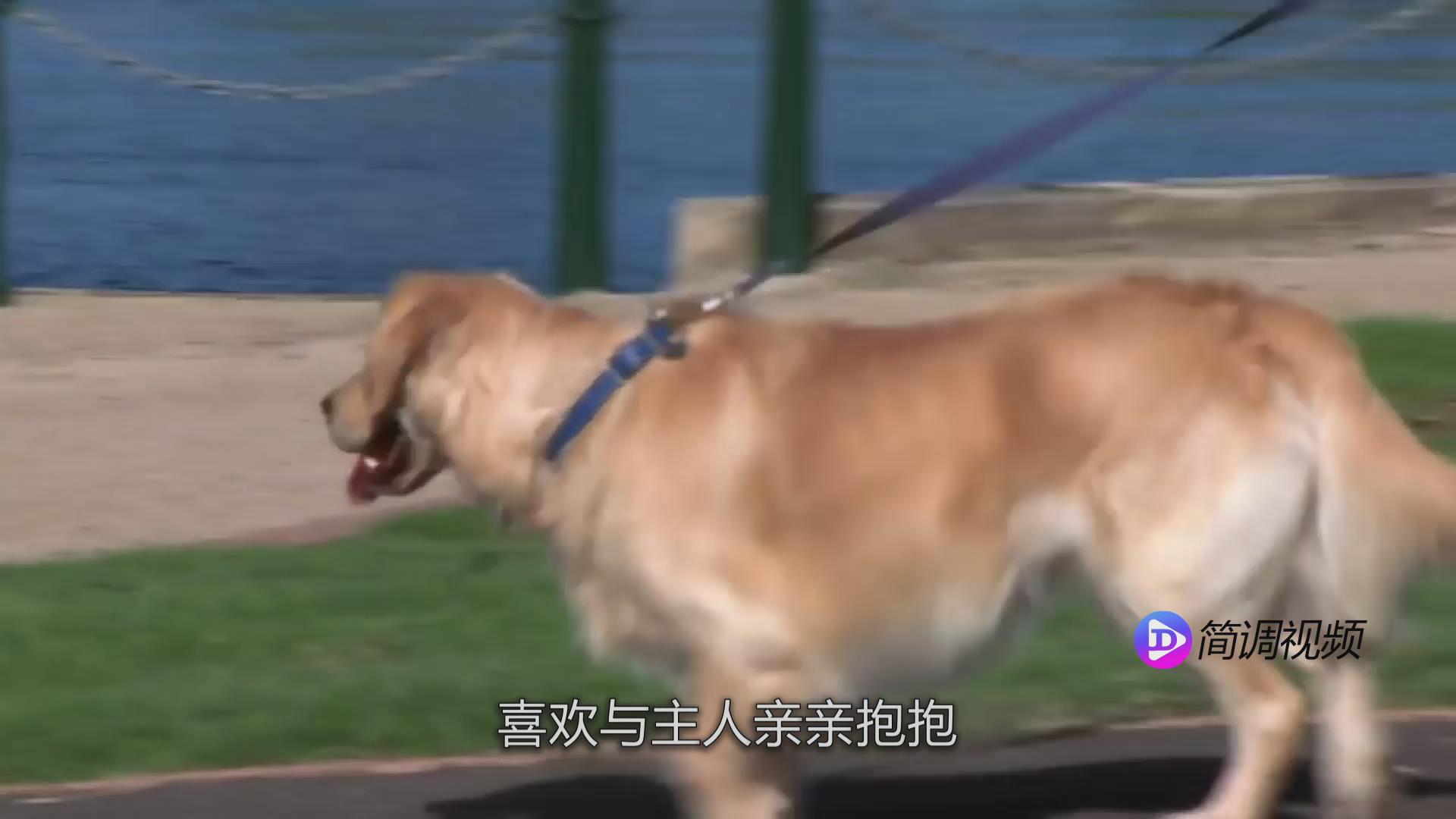 金毛犬性格 金毛犬性格如何