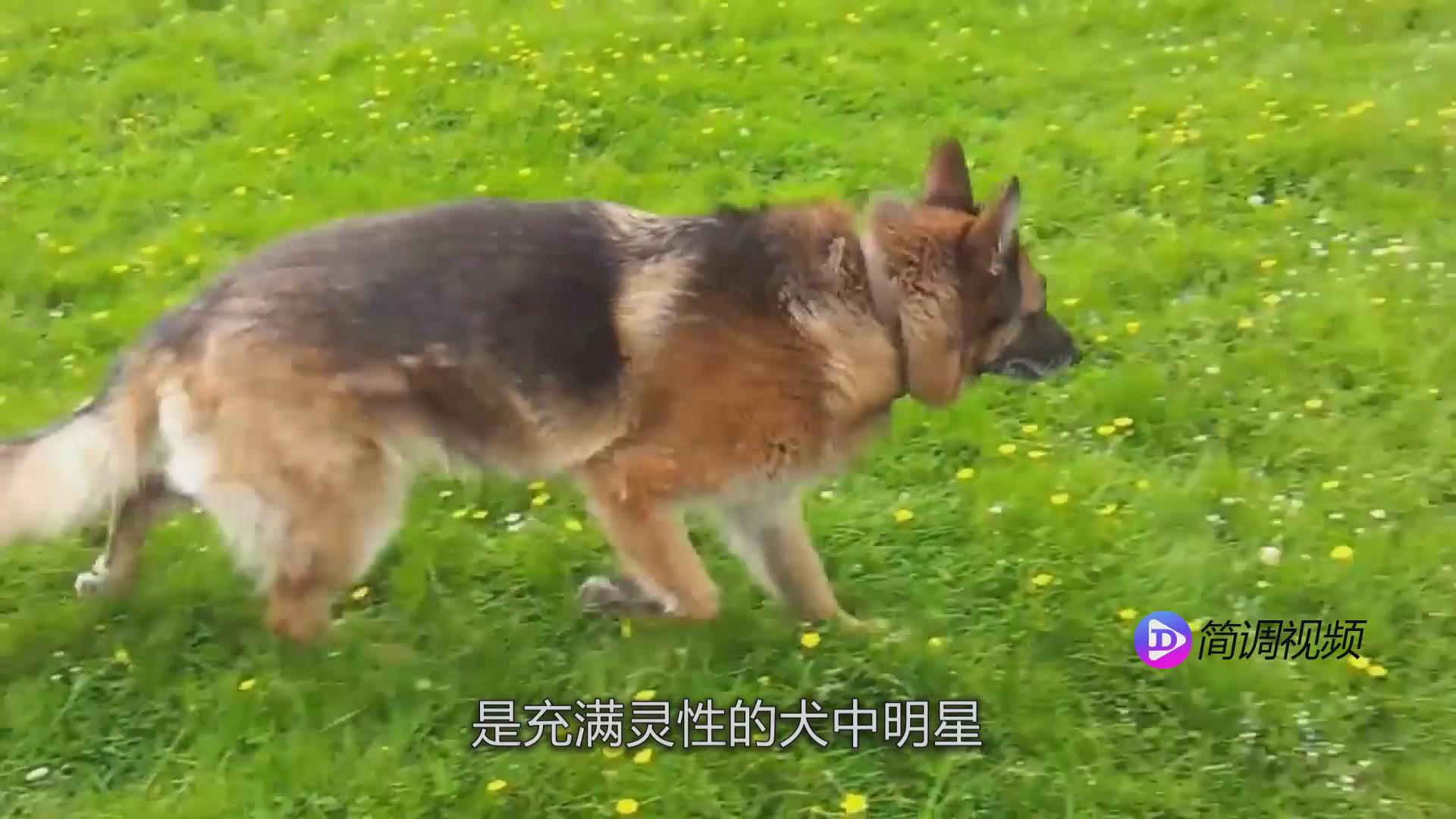 苏格兰牧羊犬的介绍 苏格兰牧羊犬介绍资料