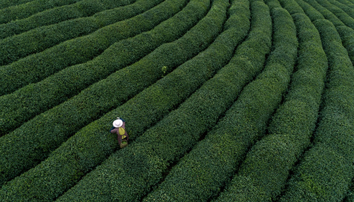 世界四大红茶 世界四大红茶是哪些红茶