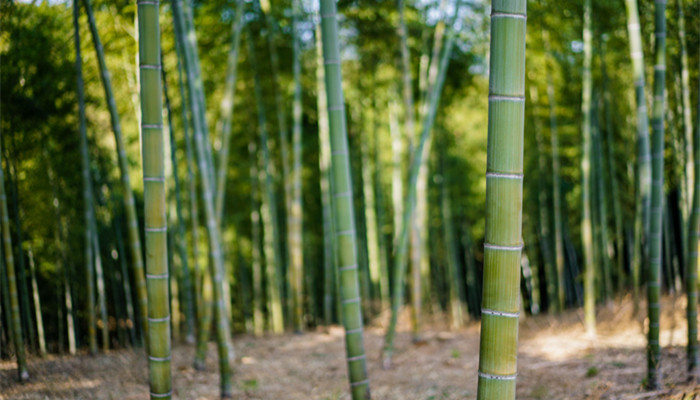 竹子代表什么人 竹子代表什么人物写一段话五年级