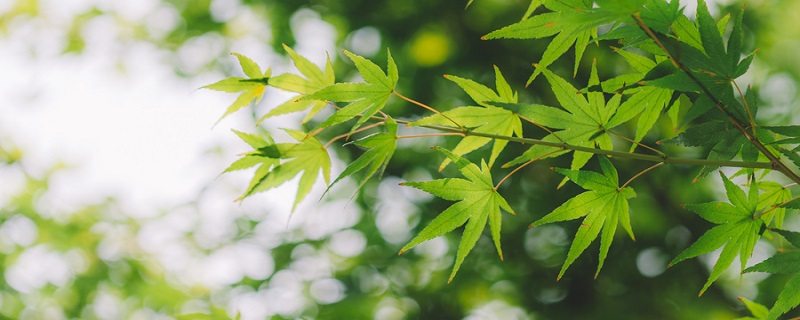 夏至是什么时候 夏至是什么时候到的