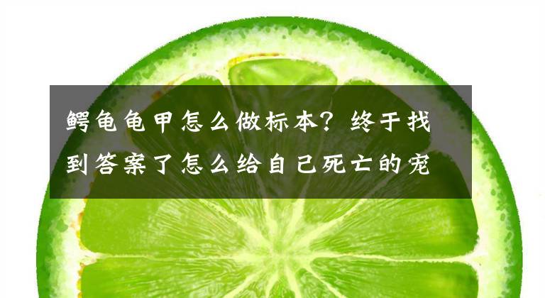 鳄龟龟甲怎么做标本？终于找到答案了怎么给自己死亡的宠物龟制作标本？