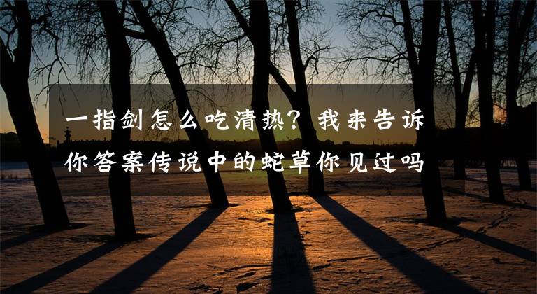 一指剑怎么吃清热？我来告诉你答案传说中的蛇草你见过吗？