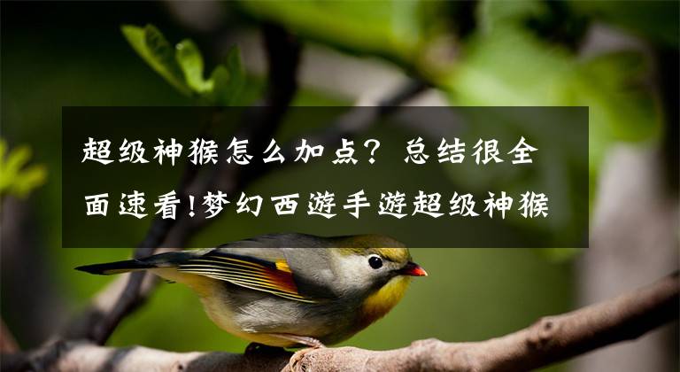超级神猴怎么加点？总结很全面速看!梦幻西游手游超级神猴怎么得 超级神猴获得方法
