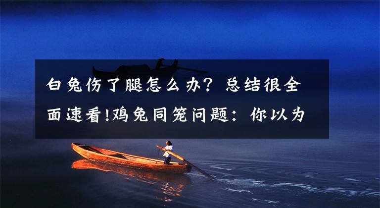 白兔伤了腿怎么办？总结很全面速看!鸡兔同笼问题：你以为会了，其实是假会，改一下，就不会了