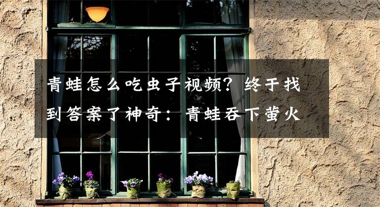 青蛙怎么吃虫子视频？终于找到答案了神奇：青蛙吞下萤火虫后胃部闪闪发光