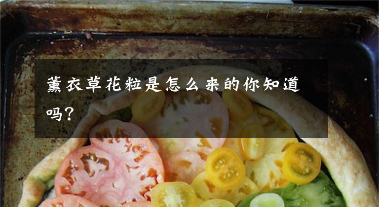 薰衣草花粒是怎么来的你知道吗？