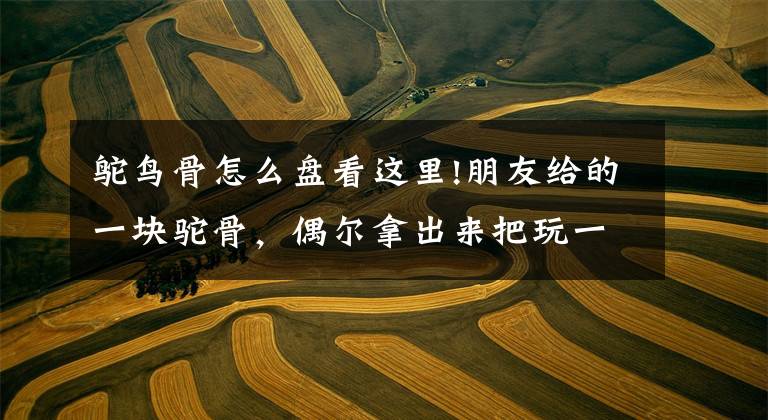 鸵鸟骨怎么盘看这里!朋友给的一块驼骨，偶尔拿出来把玩一下，大神们给看看做个什么好