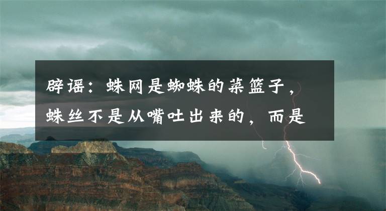 辟谣：蛛网是蜘蛛的菜篮子，蛛丝不是从嘴吐出来的，而是拉出来的