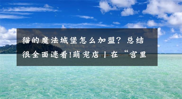 猫的魔法城堡怎么加盟？总结很全面速看!萌宠店丨在“宫里”撸猫是一种怎样的体验？