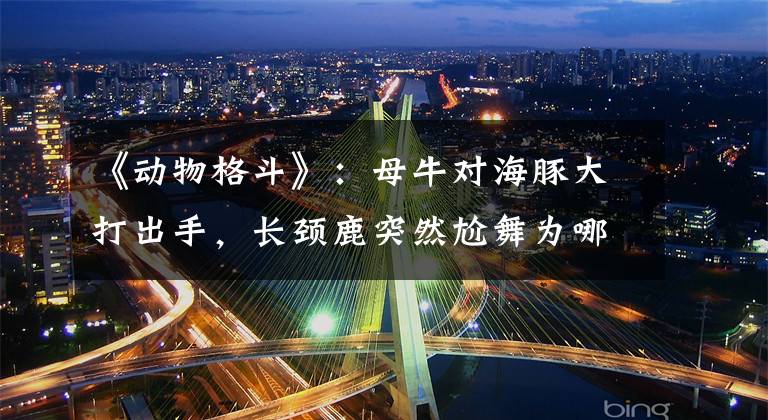 《动物格斗》：母牛对海豚大打出手，长颈鹿突然尬舞为哪般？