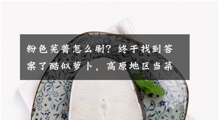 粉色芜菁怎么刷？终于找到答案了酷似萝卜，高原地区当菜吃，腌制过很美味，却常被用于喂猪