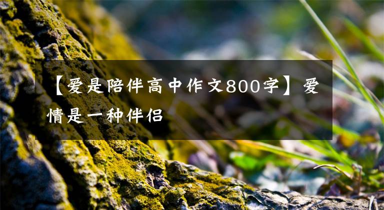 【爱是陪伴高中作文800字】爱情是一种伴侣