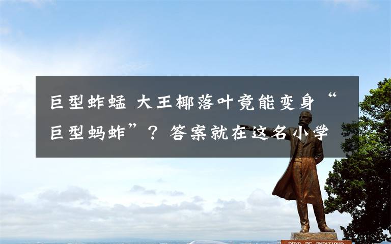 巨型蚱蜢 大王椰落叶竟能变身“巨型蚂蚱”？答案就在这名小学生的低碳暑假生活里