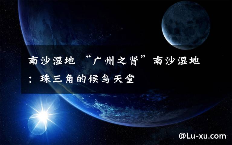 南沙湿地 “广州之肾”南沙湿地：珠三角的候鸟天堂