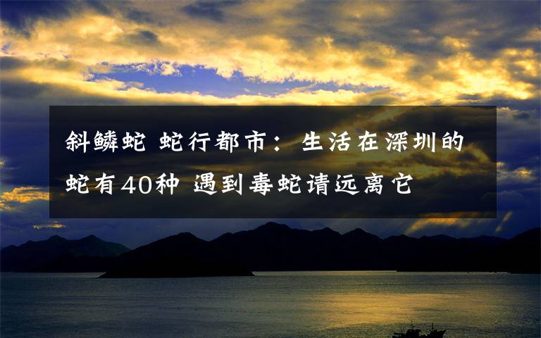 斜鳞蛇 蛇行都市：生活在深圳的蛇有40种 遇到毒蛇请远离它