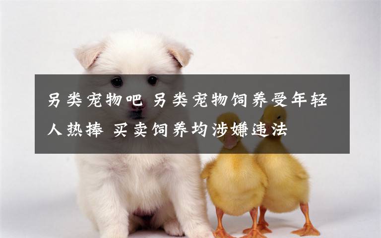 另类宠物吧 另类宠物饲养受年轻人热捧 买卖饲养均涉嫌违法