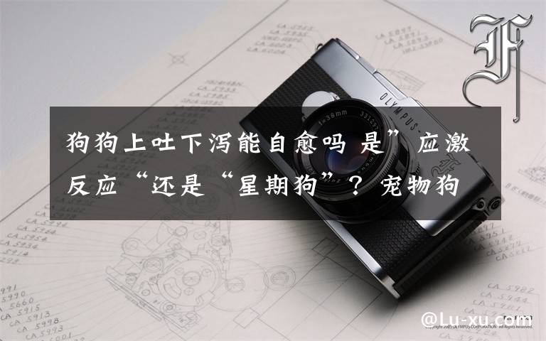 狗狗上吐下泻能自愈吗 是”应激反应“还是“星期狗”？宠物狗买回次日上吐下泻不止