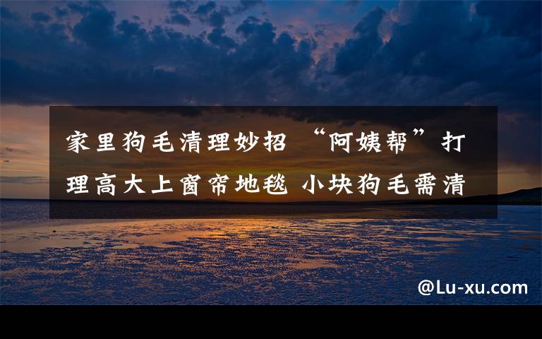 家里狗毛清理妙招 “阿姨帮”打理高大上窗帘地毯 小块狗毛需清理四小时
