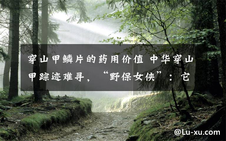 穿山甲鳞片的药用价值 中华穿山甲踪迹难寻，“野保女侠”：它对维持生态平衡至关重要