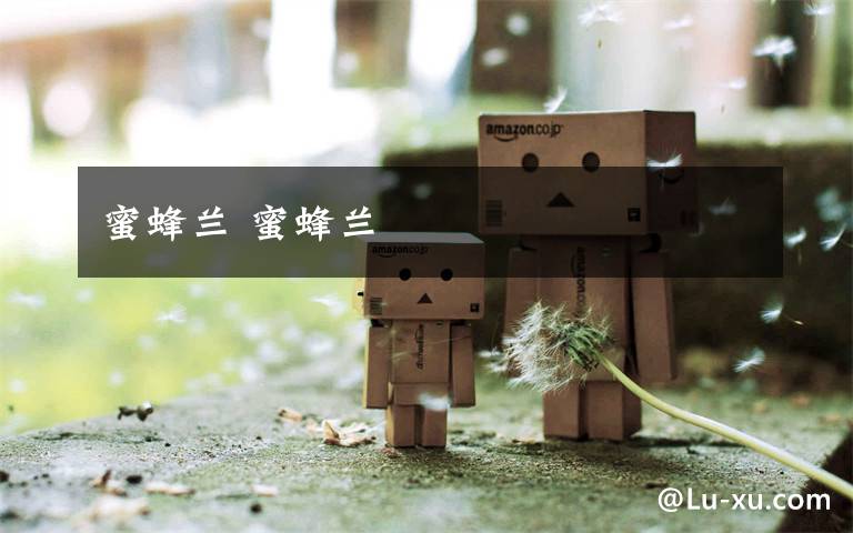 蜜蜂兰 蜜蜂兰