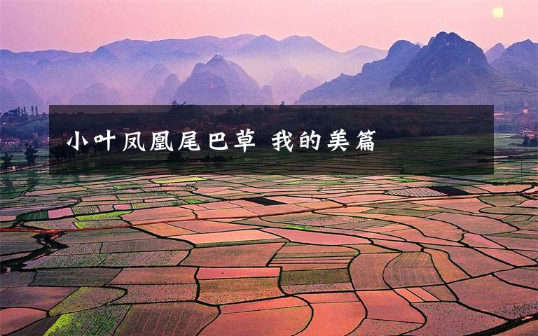 小叶凤凰尾巴草 我的美篇