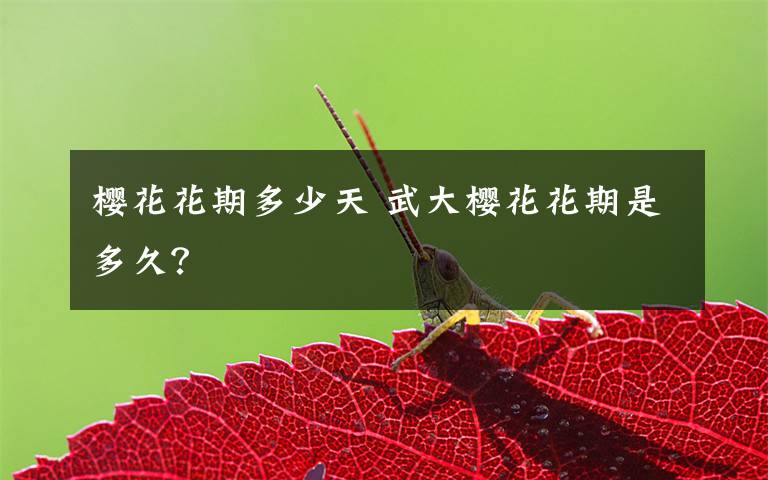 樱花花期多少天 武大樱花花期是多久？