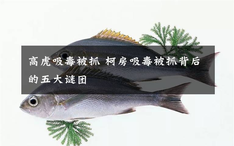 高虎吸毒被抓 柯房吸毒被抓背后的五大谜团
