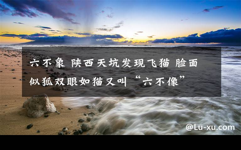六不象 陕西天坑发现飞猫 脸面似狐双眼如猫又叫“六不像”