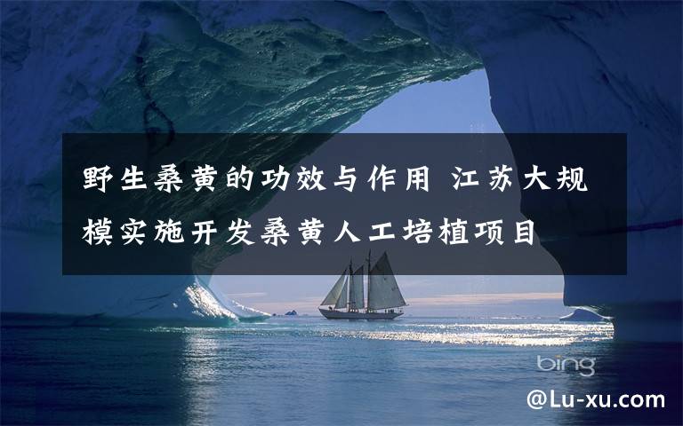 野生桑黄的功效与作用 江苏大规模实施开发桑黄人工培植项目