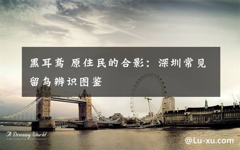 黑耳鸢 原住民的合影：深圳常见留鸟辨识图鉴