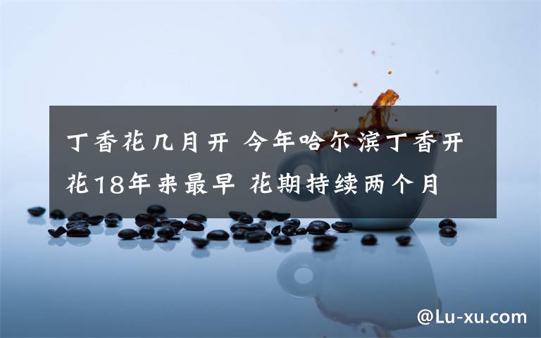 丁香花几月开 今年哈尔滨丁香开花18年来最早 花期持续两个月