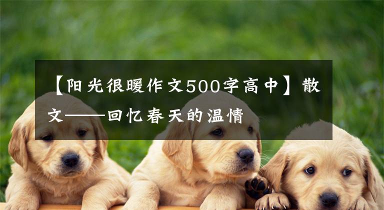 【阳光很暖作文500字高中】散文——回忆春天的温情