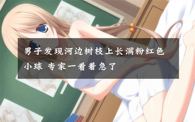 男子发现河边树枝上长满粉红色小球 专家一看着急了