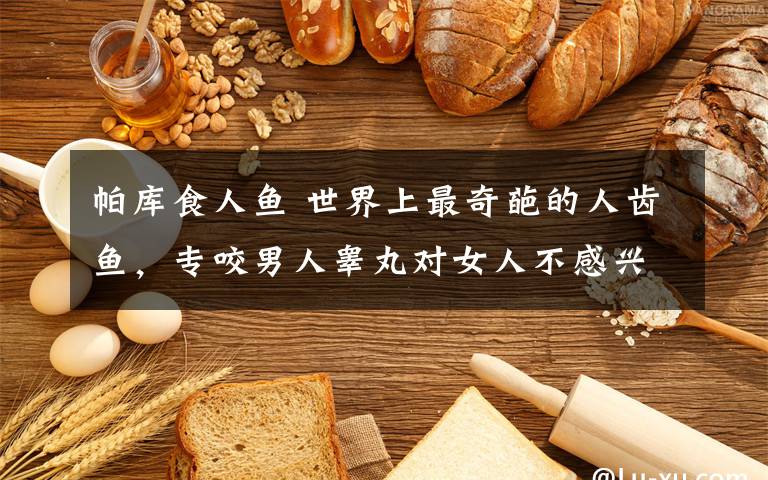 帕库食人鱼 世界上最奇葩的人齿鱼，专咬男人睾丸对女人不感兴趣