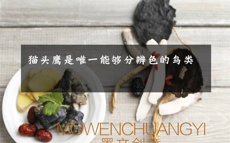猫头鹰是唯一能够分辨色的鸟类