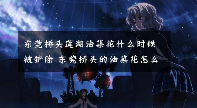 东莞桥头莲湖油菜花什么时候被铲除 东莞桥头的油菜花怎么样