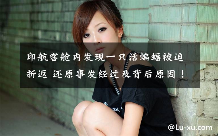 印航客舱内发现一只活蝙蝠被迫折返 还原事发经过及背后原因！