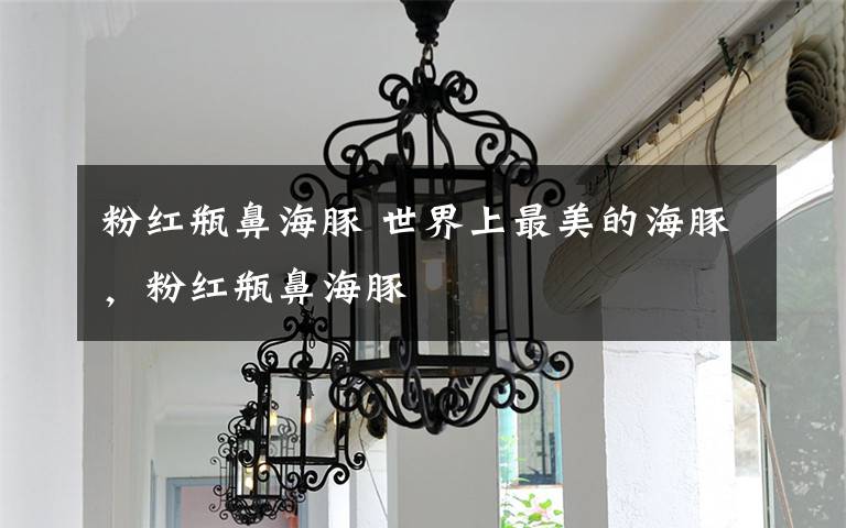 粉红瓶鼻海豚 世界上最美的海豚，粉红瓶鼻海豚