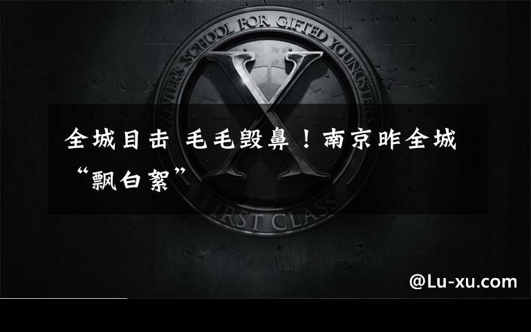 全城目击 毛毛毁鼻！南京昨全城“飘白絮”