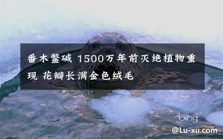 番木鳖碱 1500万年前灭绝植物重现 花瓣长满金色绒毛