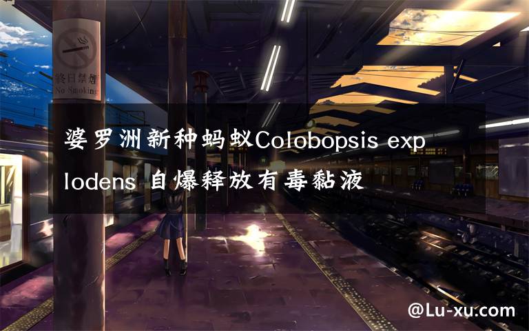 婆罗洲新种蚂蚁Colobopsis explodens 自爆释放有毒黏液