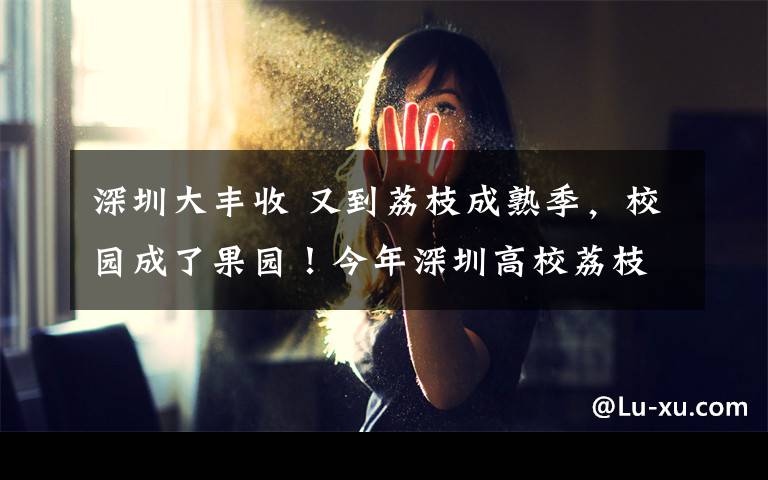 深圳大丰收 又到荔枝成熟季，校园成了果园！今年深圳高校荔枝大丰收