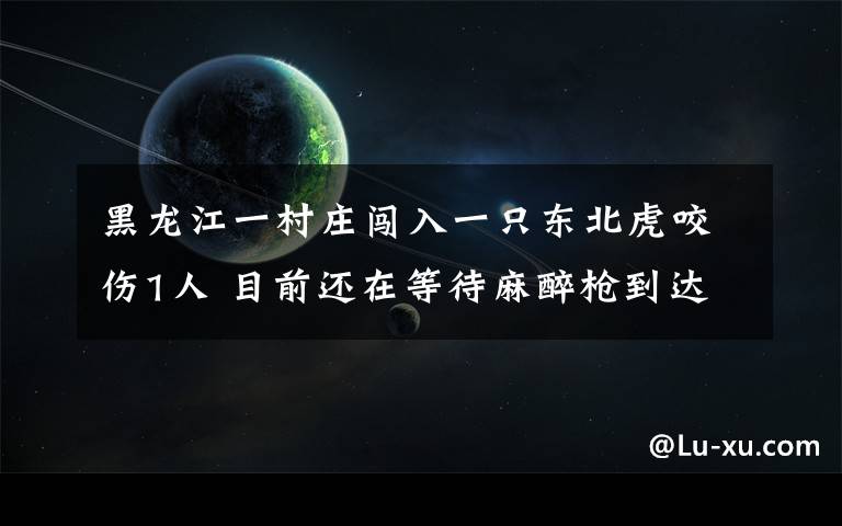 黑龙江一村庄闯入一只东北虎咬伤1人 目前还在等待麻醉枪到达现场 登上网络热搜了！