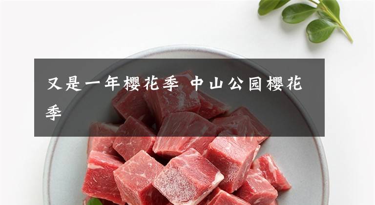 又是一年樱花季 中山公园樱花季