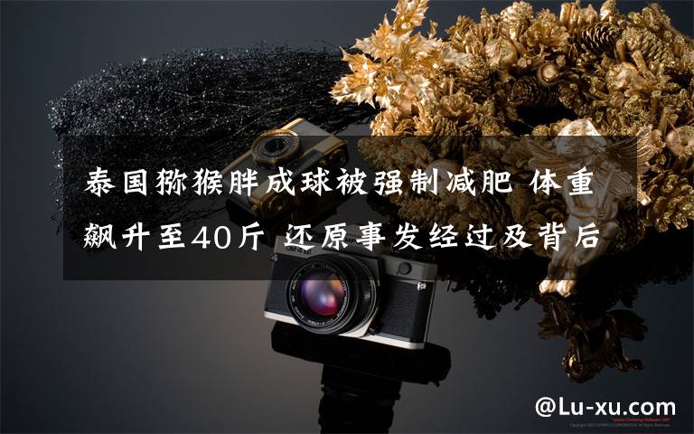 泰国猕猴胖成球被强制减肥 体重飙升至40斤 还原事发经过及背后真相！